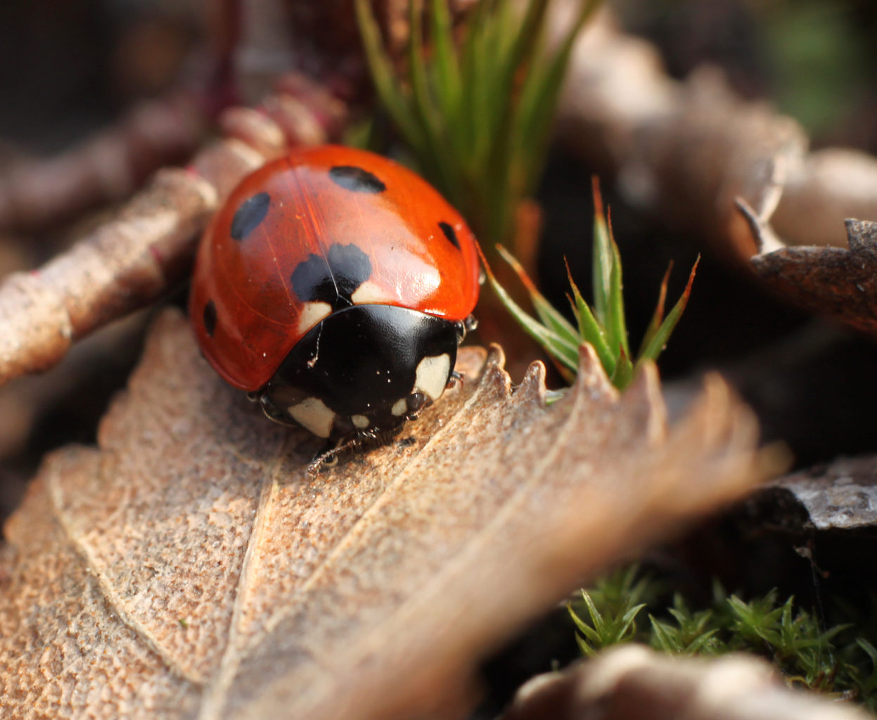 Valokuvaaja: Tarja Porkkala