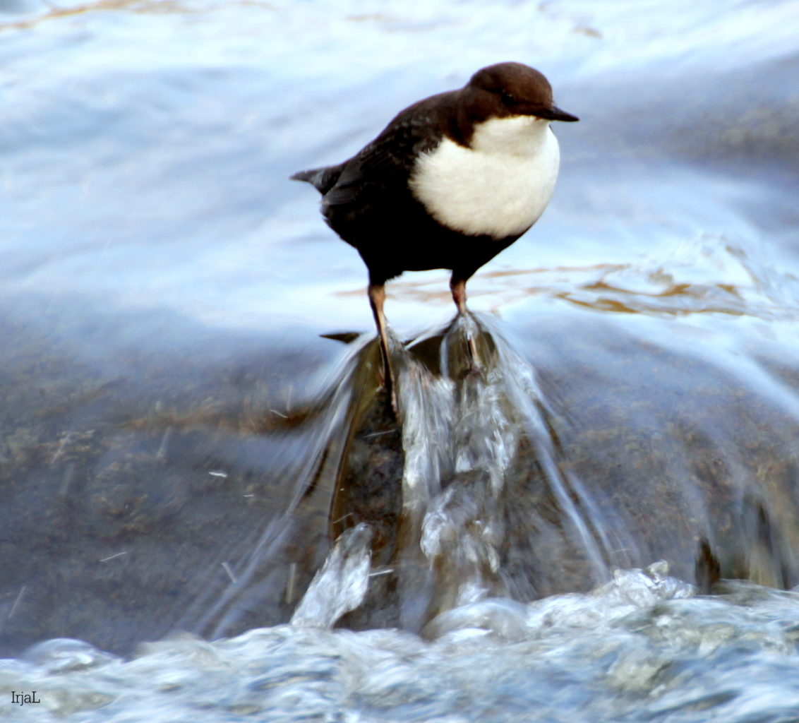 Valokuvaaja: Irja Lehtinen
