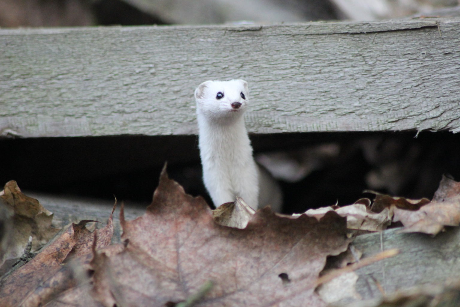 Valokuvaaja: Sirpa Keto