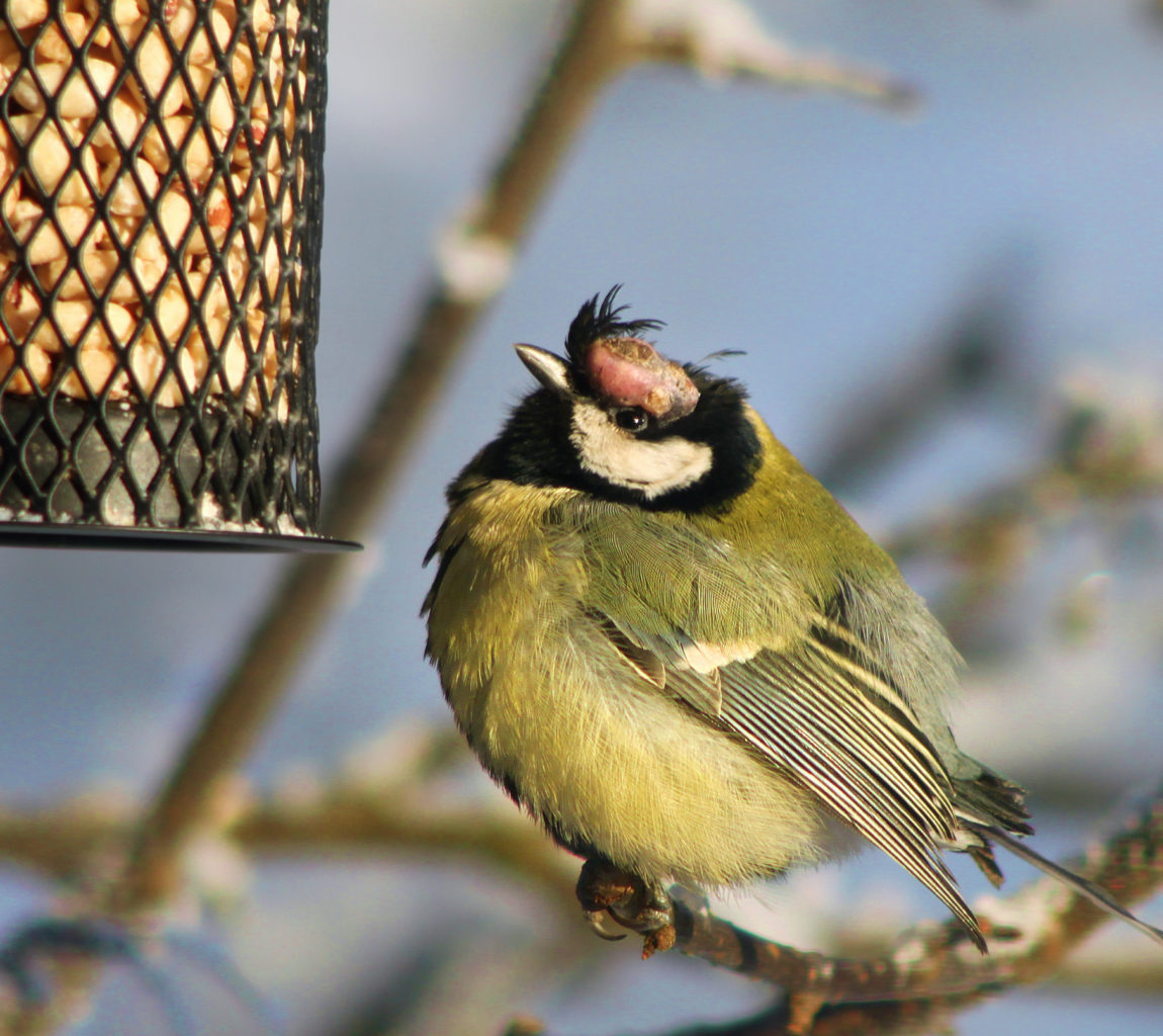 Valokuvaaja: Tarja Porkkala