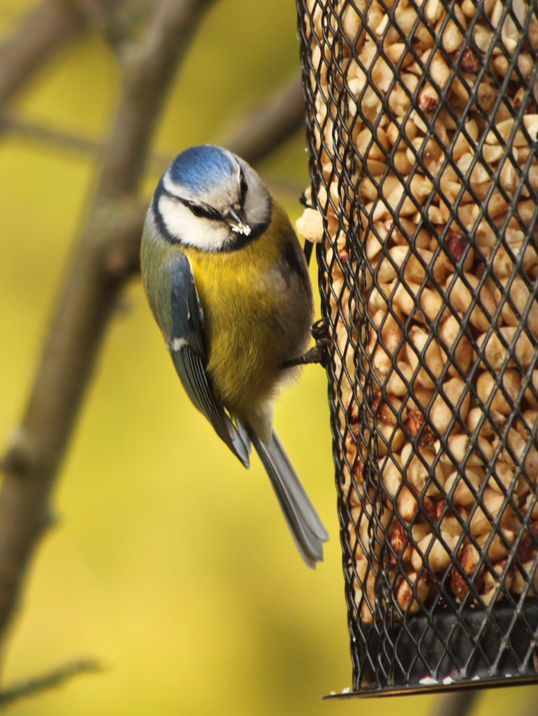Valokuvaaja: Tarja Porkkala