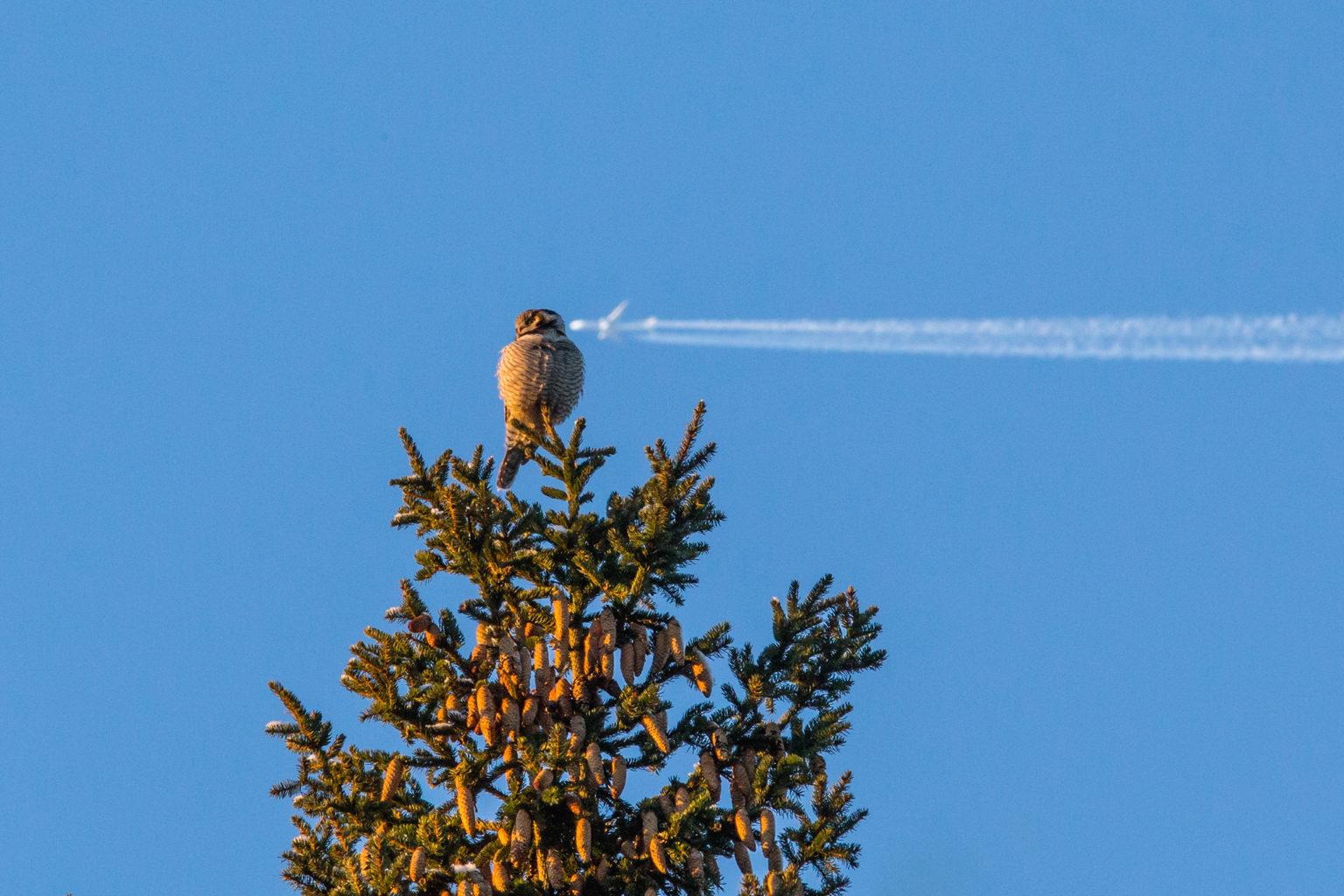 Valokuvaaja: Janne Kari