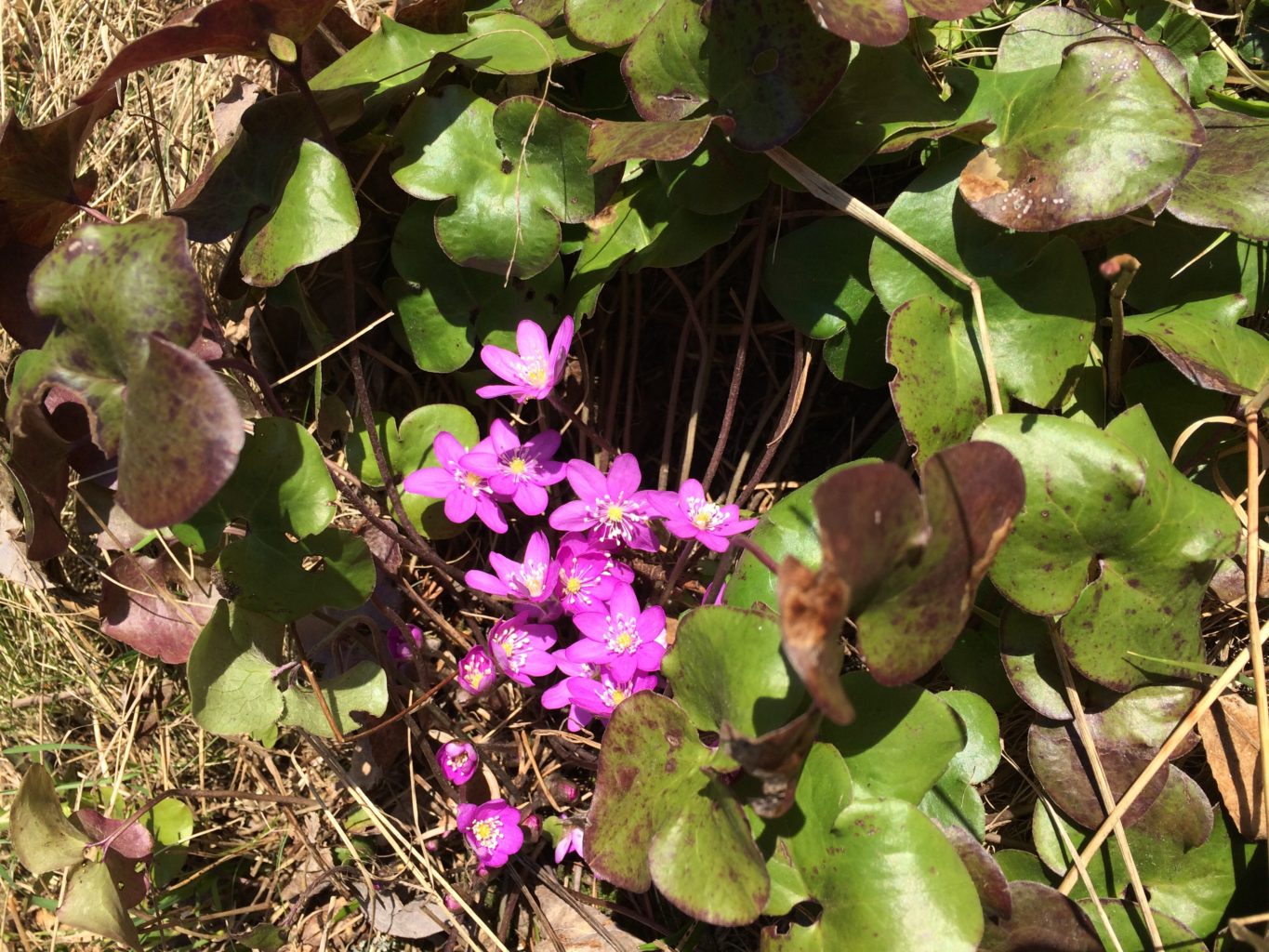 Valokuvaaja: Marcus Pellas