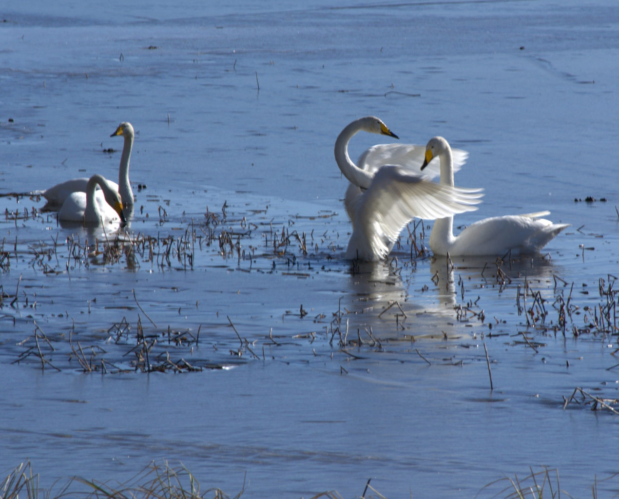Valokuvaaja: Päivi Aikioniemi
