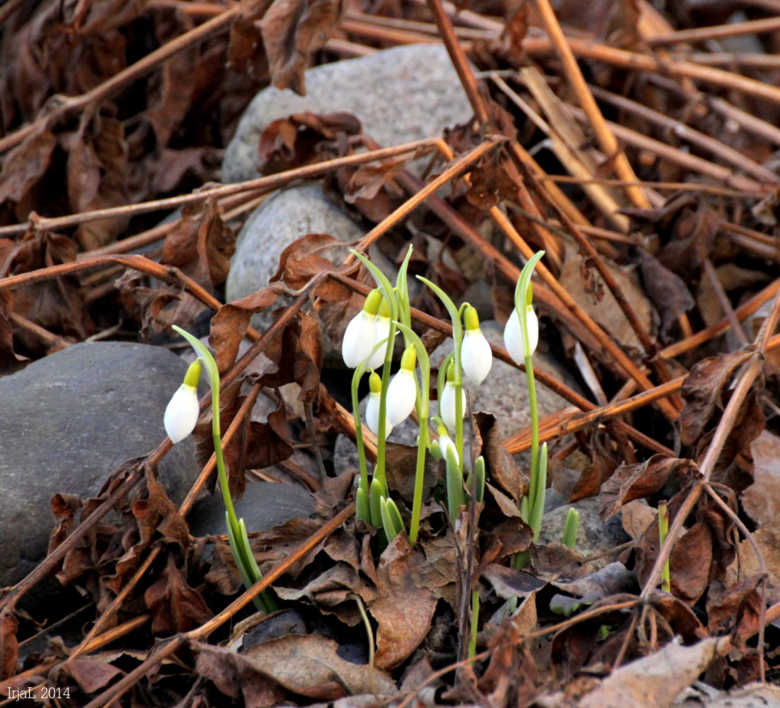 Valokuvaaja: Irja Lehtinen