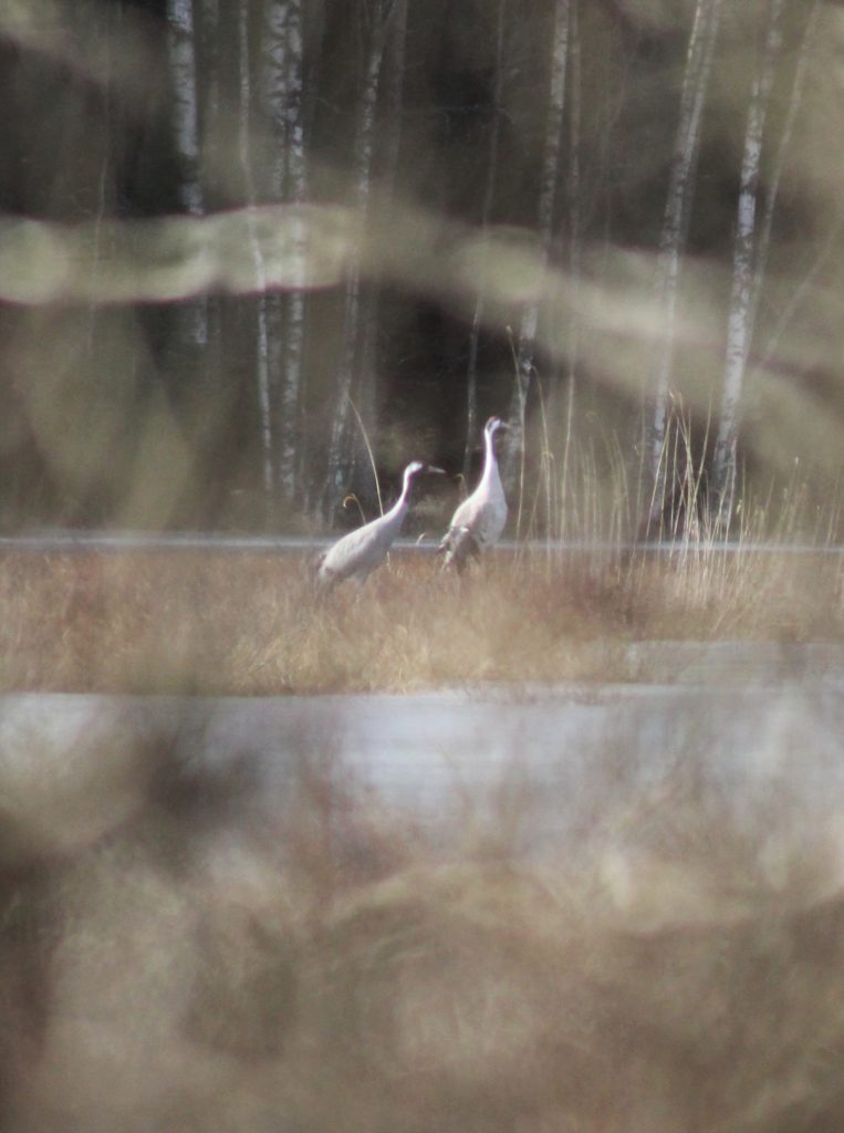 Valokuvaaja: Tuula Hursti