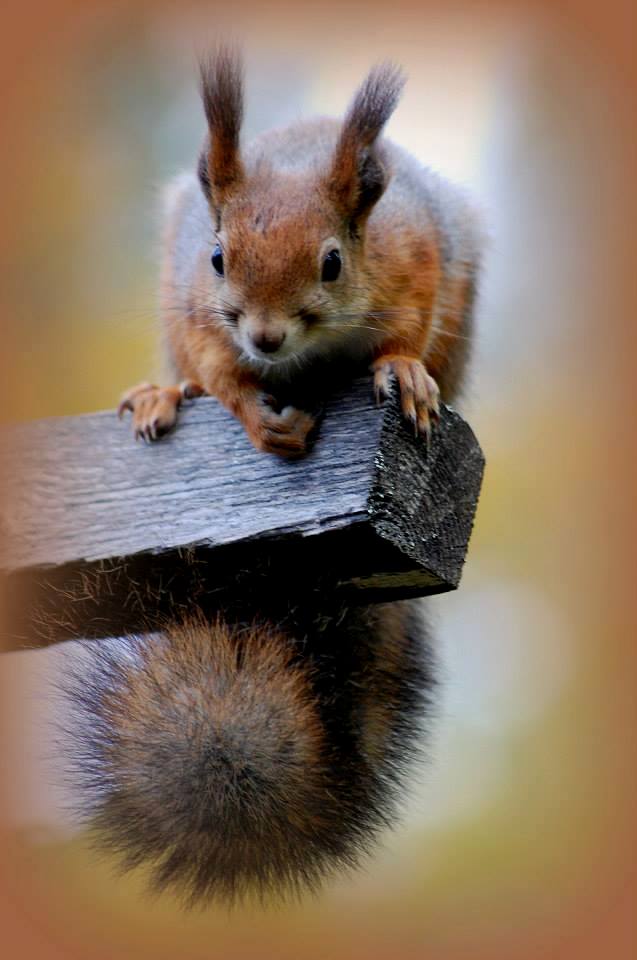 Valokuvaaja: Eija Varjola