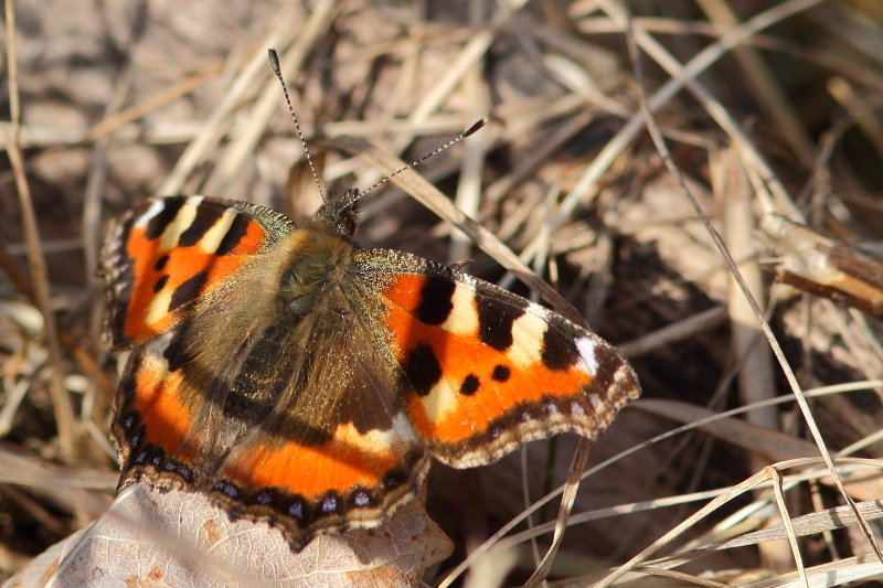 Valokuvaaja: Hanna Järvinen