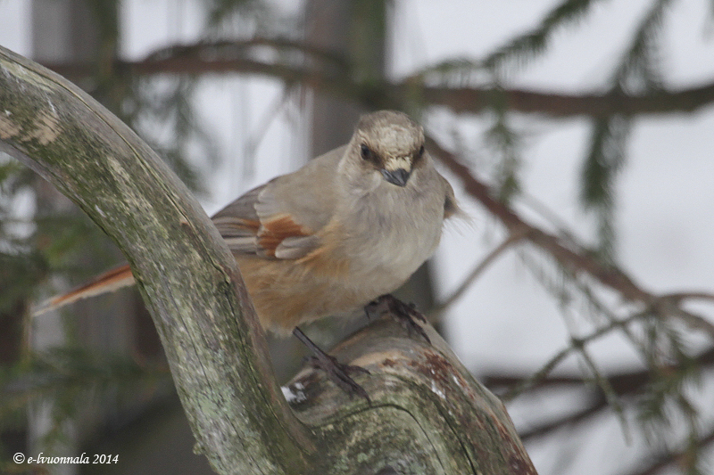 Valokuvaaja: Eeva-Liisa Vuonnala