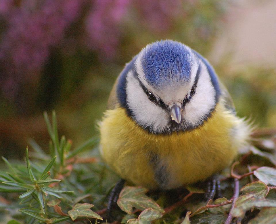Valokuvaaja: Eija Varjola Valokuvaaja: Eija Varjola