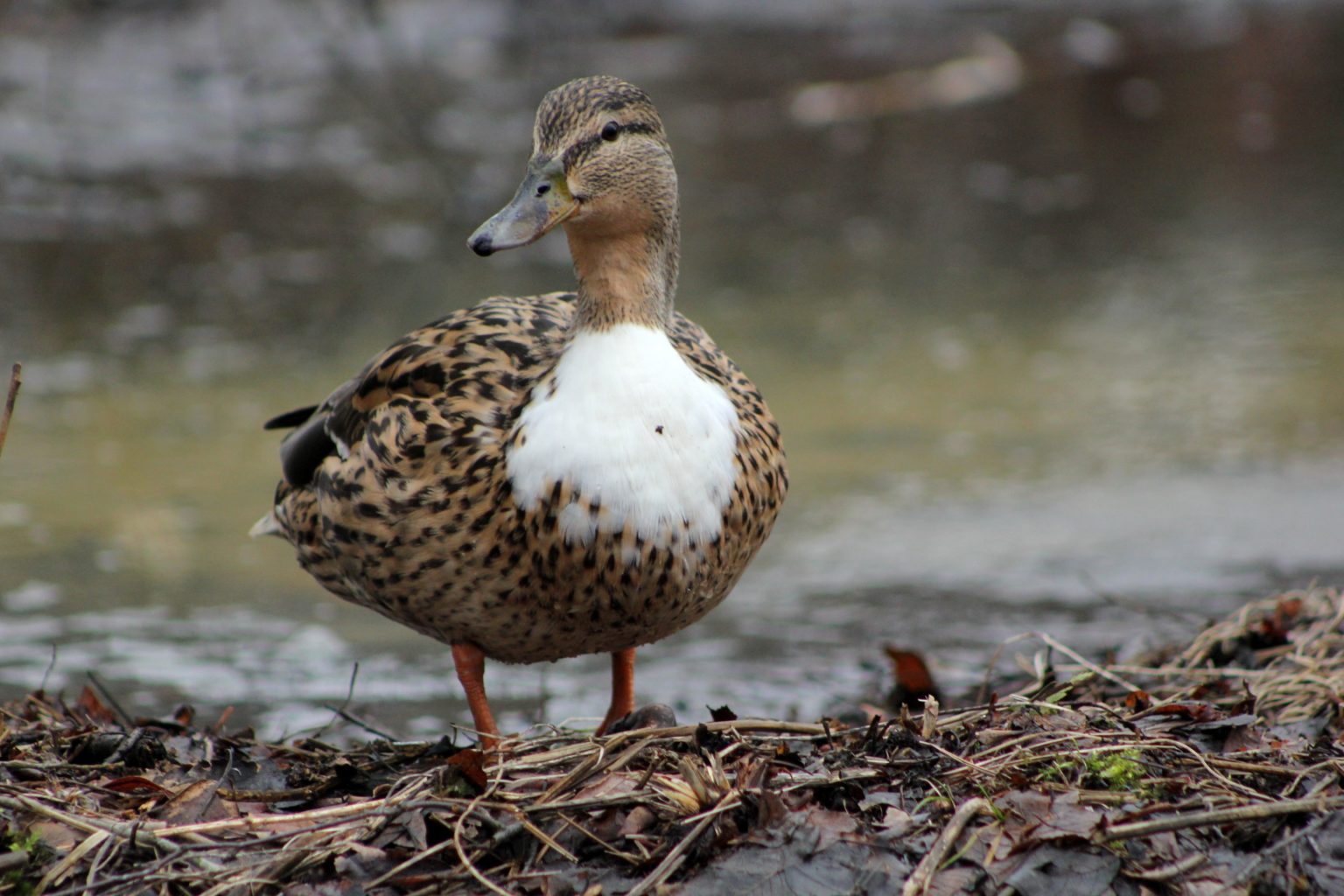 Valokuvaaja: Ann-Marie Martikainen