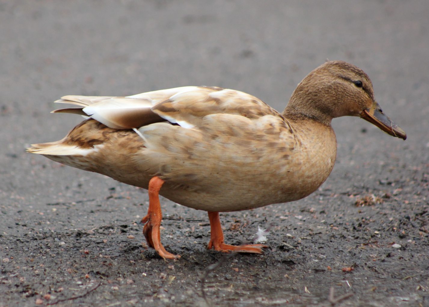 Valokuvaaja: Ann-Marie Martikainen Valokuvaaja: Ann-Marie Martikainen