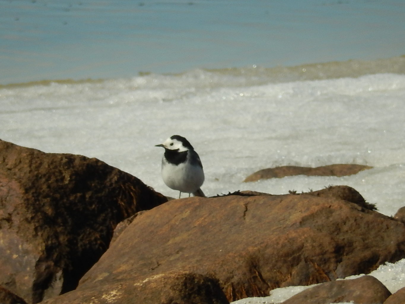 Valokuvaaja: Pirkko Siukonen Valokuvaaja: Pirkko Siukonen