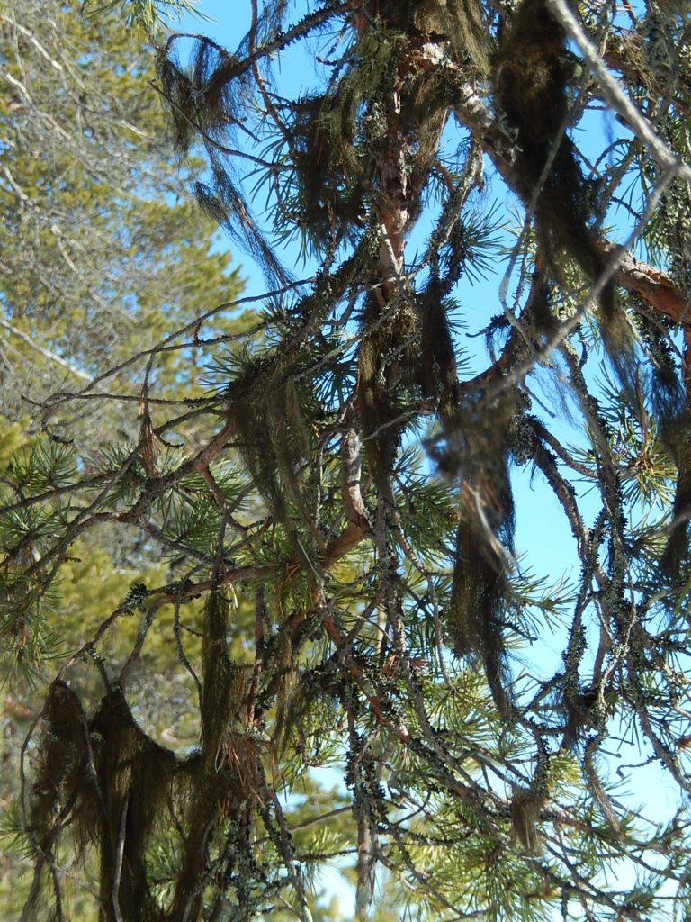 Valokuvaaja: Pirkko Siukonen