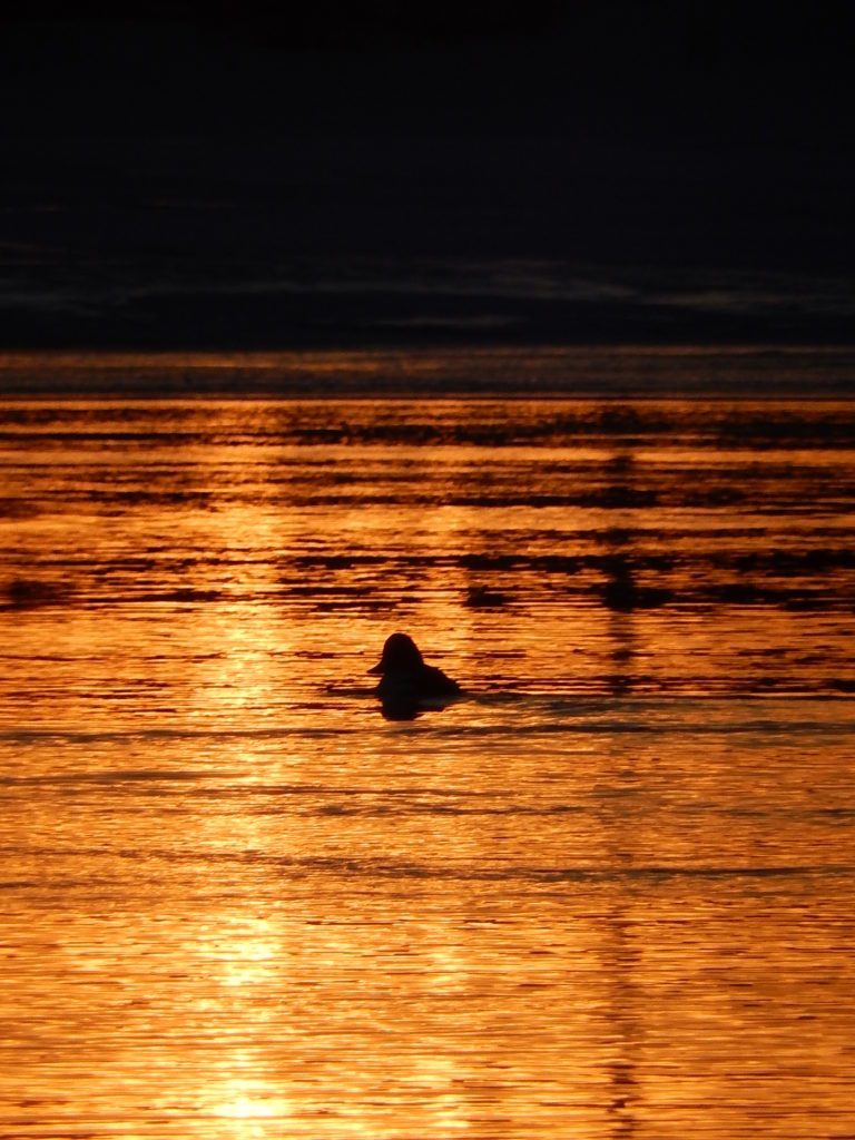 Valokuvaaja: Pirkko Siukonen