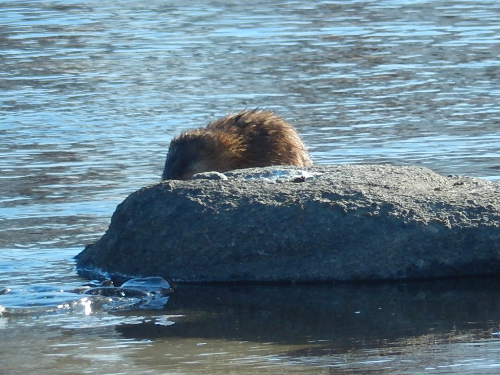 Valokuvaaja: Pirkko Siukonen