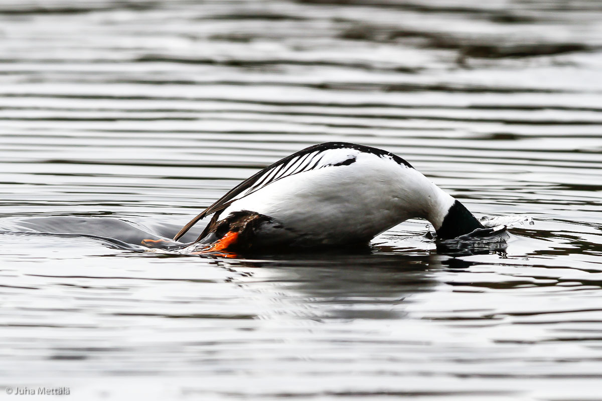 Valokuvaaja: Juha Mettälä
