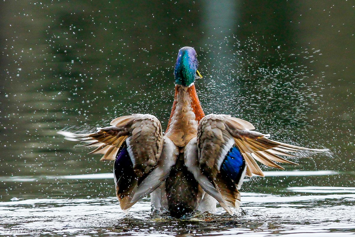 Valokuvaaja: Juha Mettälä