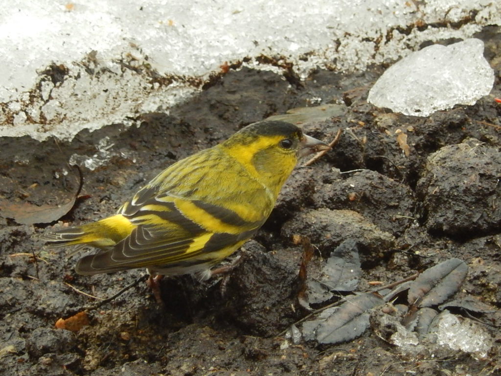 Valokuvaaja: Pirkko Siukonen