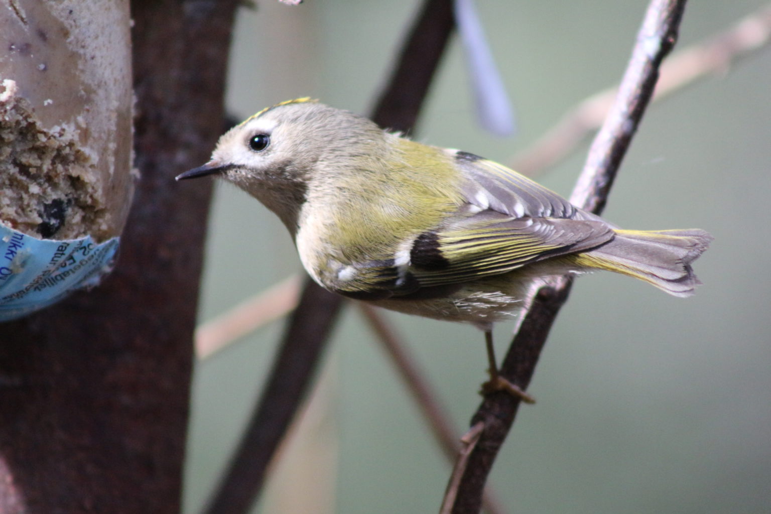 Valokuvaaja: Terhi Pöntinen