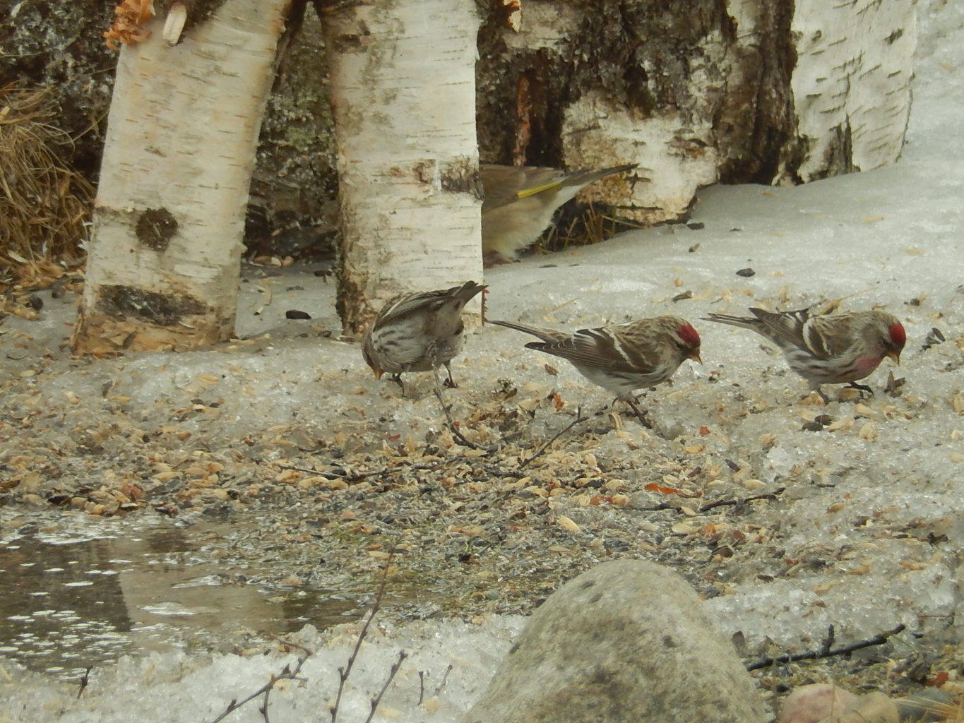 Valokuvaaja: Pirkko Siukonen