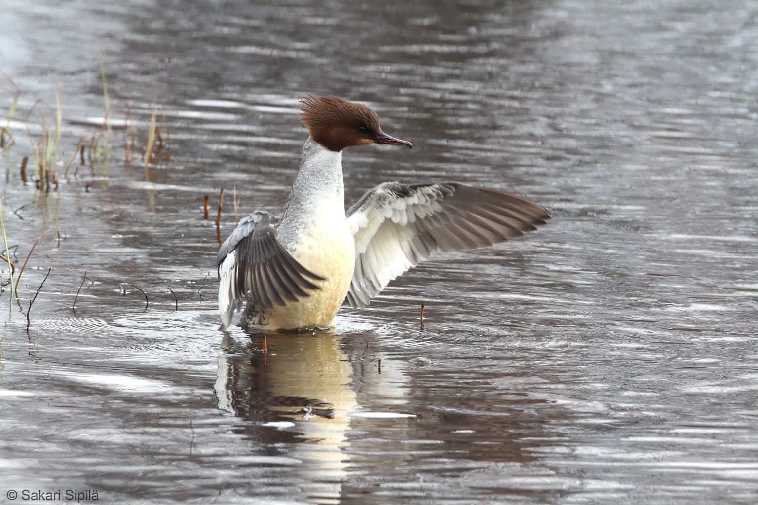 Valokuvaaja: Sakari Sipilä