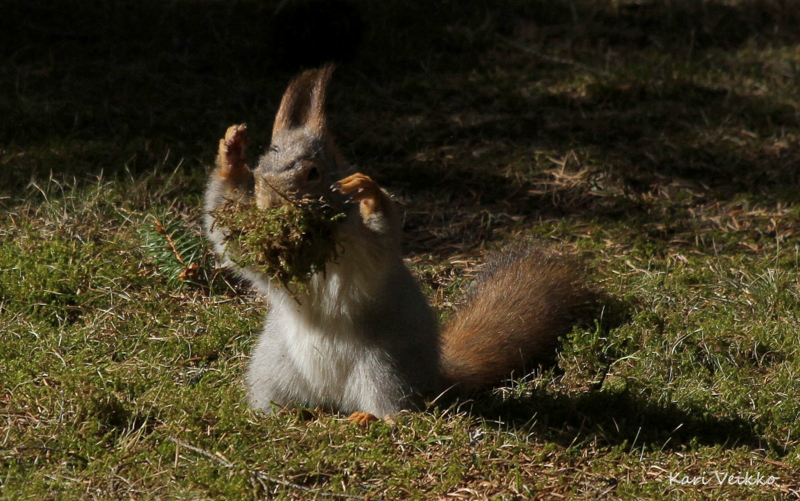 Valokuvaaja: Kari Veikko