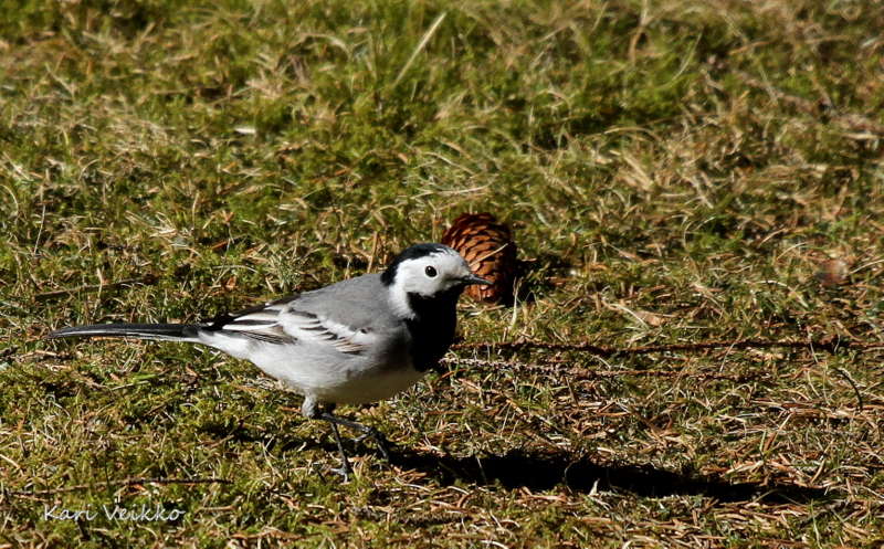 Valokuvaaja: Kari Veikko Valokuvaaja: Kari Veikko