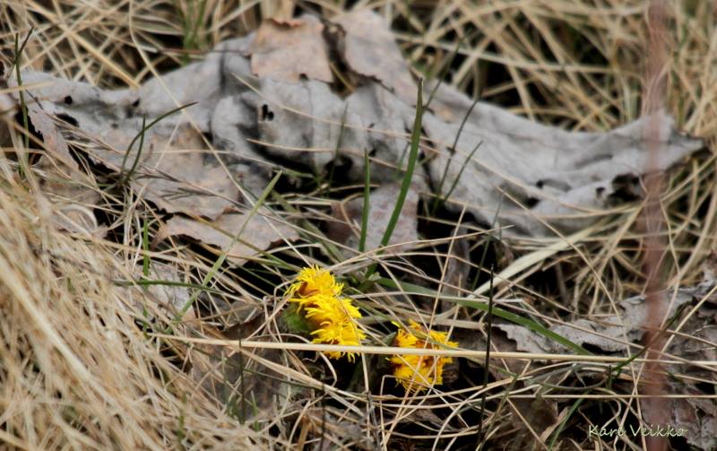 Valokuvaaja: Kari Veikko Valokuvaaja: Kari Veikko
