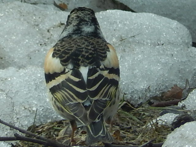 Valokuvaaja: Pirkko Siukonen