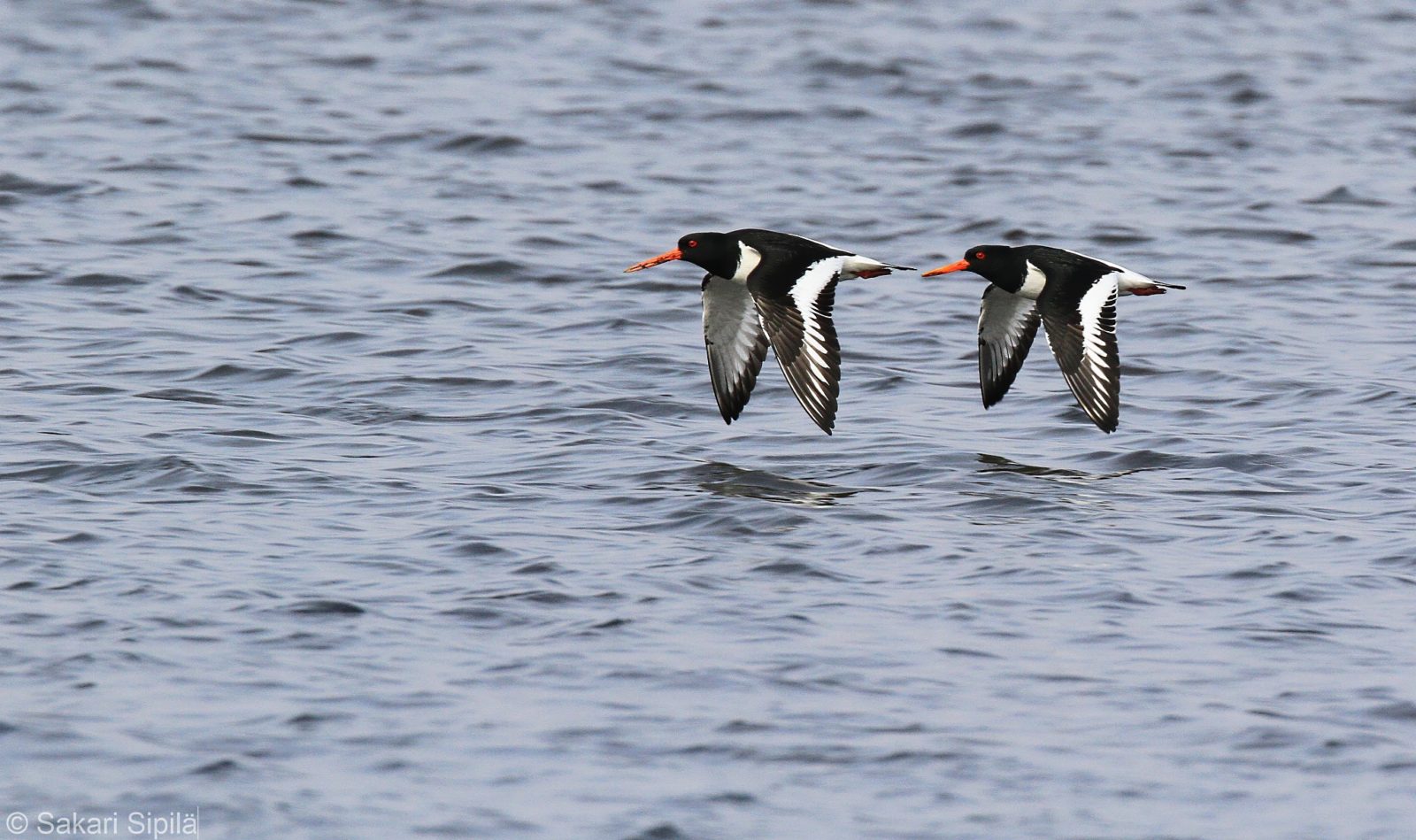 Valokuvaaja: Sakari Sipilä Valokuvaaja: Sakari Sipilä
