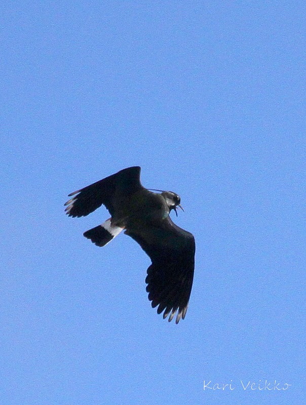 Valokuvaaja: Kari Veikko