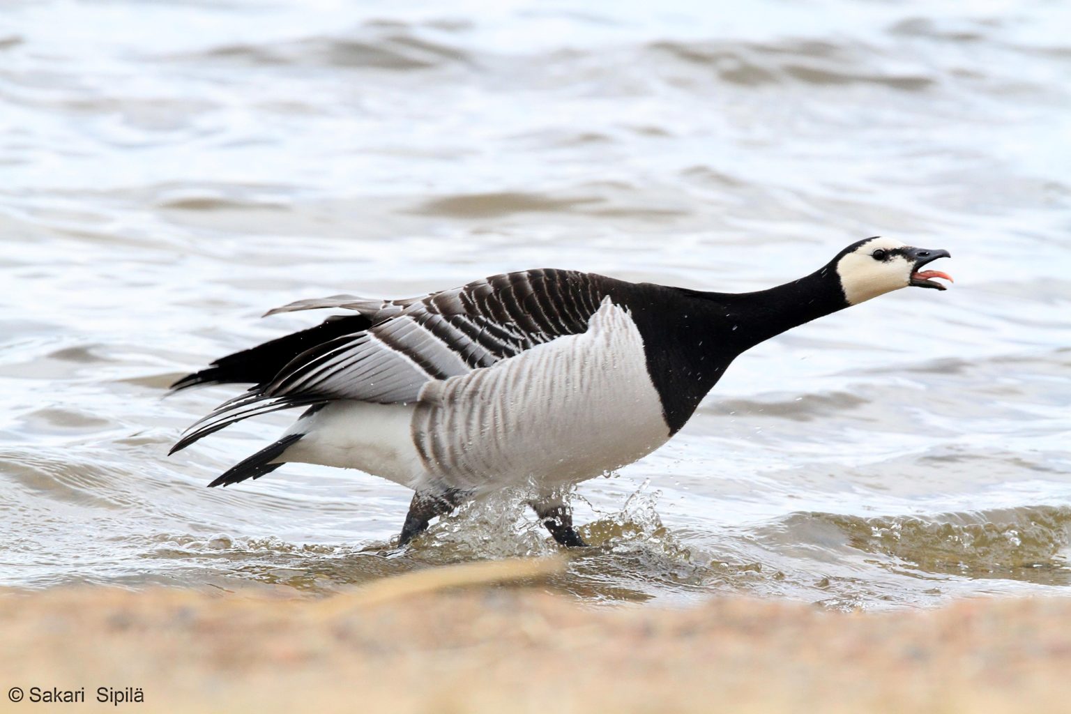 Valokuvaaja: Sakari Sipilä Valokuvaaja: Sakari Sipilä