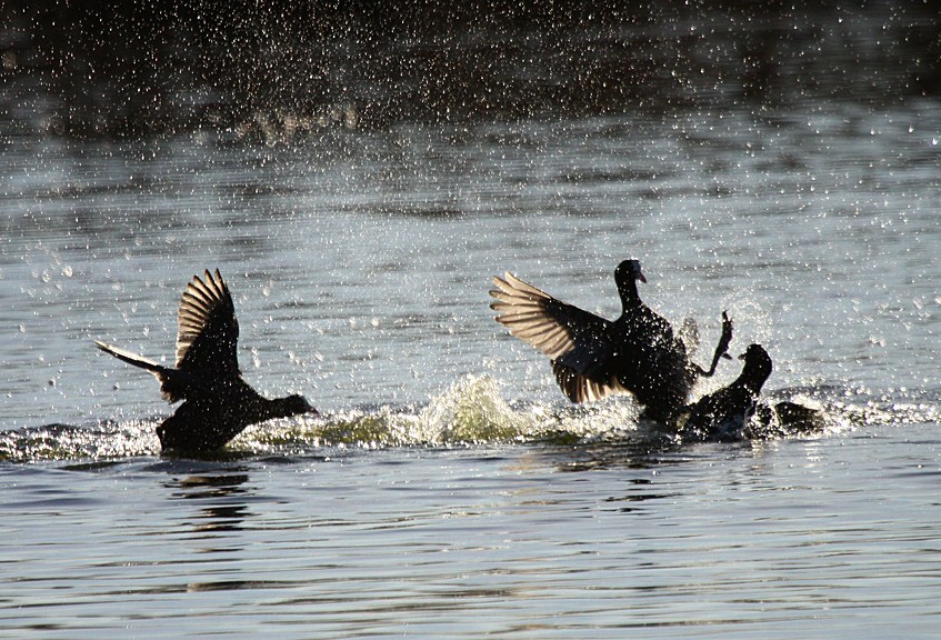 Valokuvaaja: Berndt Hannelius