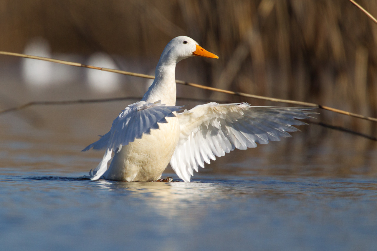 Valokuvaaja: Tuomas Heinonen Valokuvaaja: Tuomas Heinonen