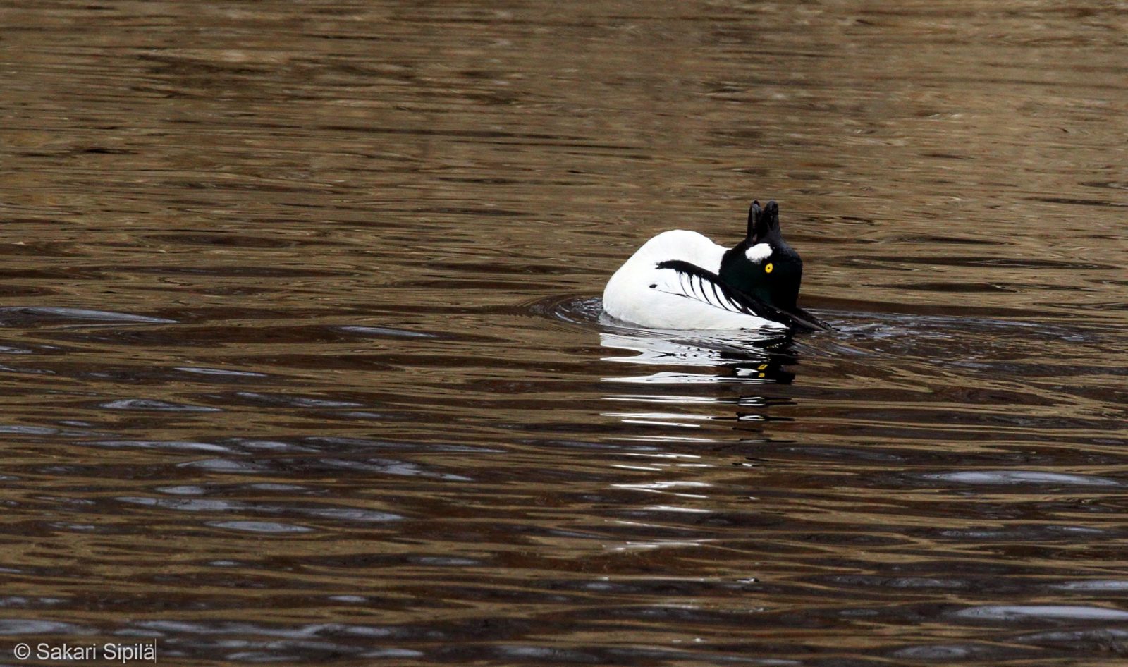 Valokuvaaja: Sakari Sipilä