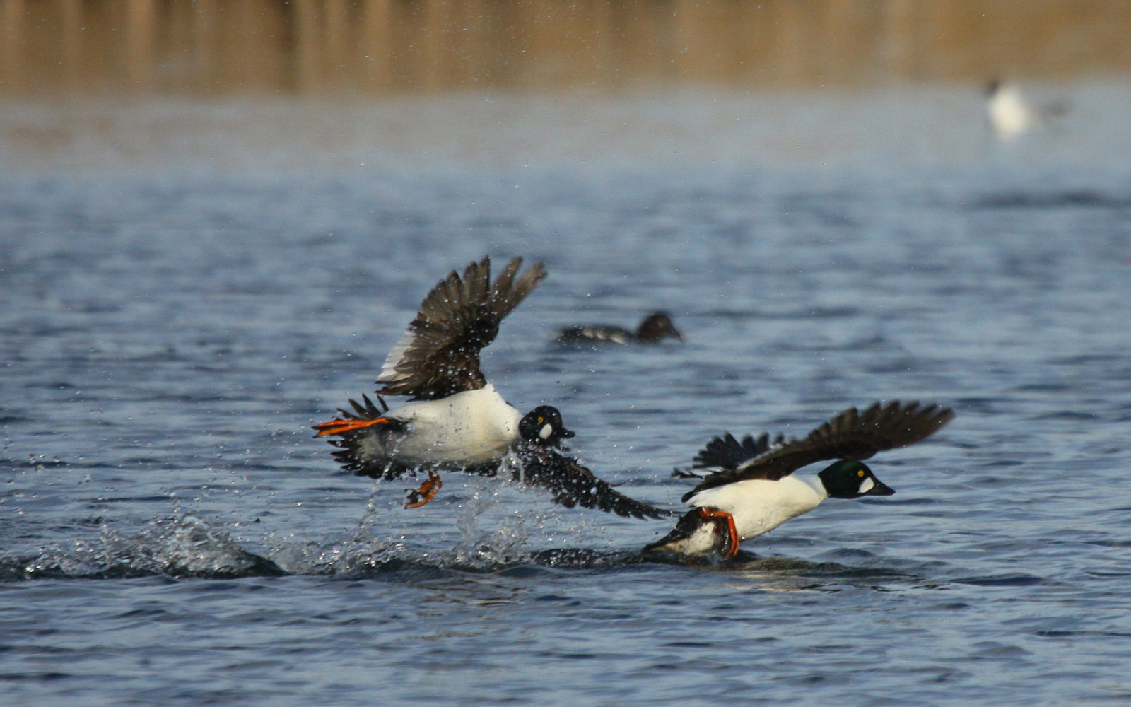 Valokuvaaja: Berndt Hannelius Valokuvaaja: Berndt Hannelius