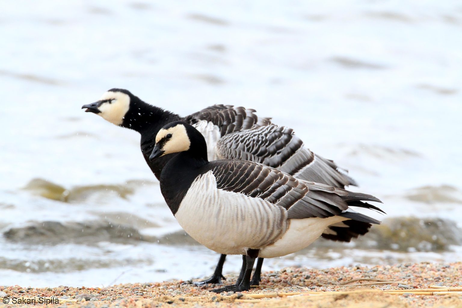 Valokuvaaja: Sakari Sipilä