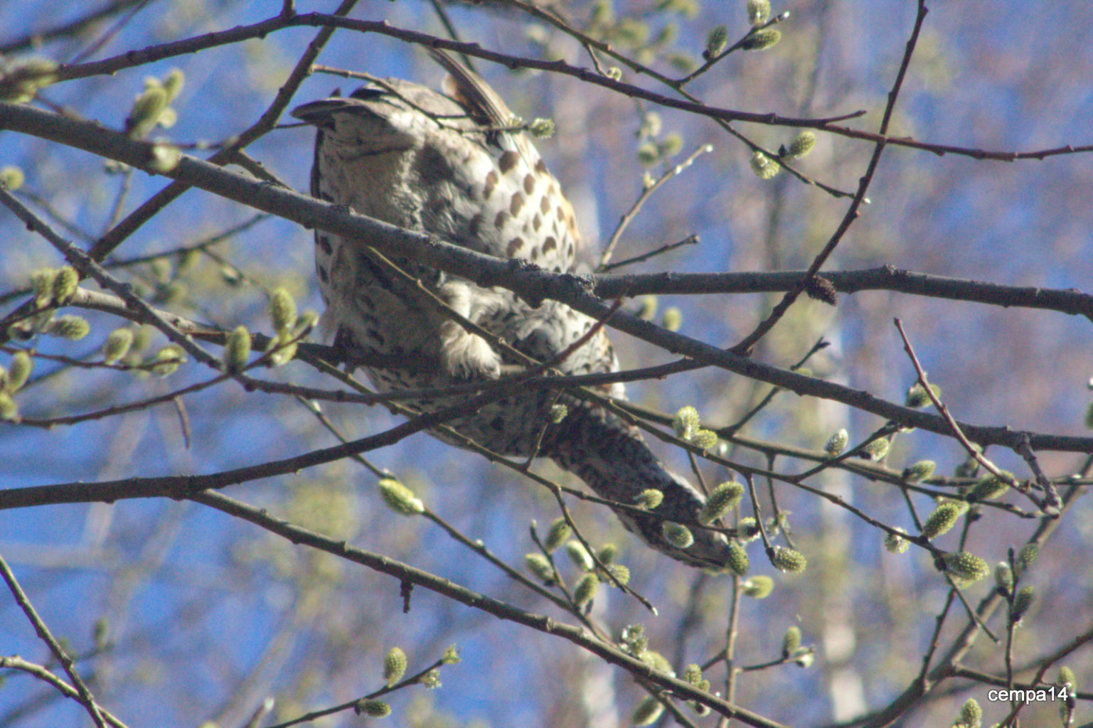 Valokuvaaja: tapio keinonen