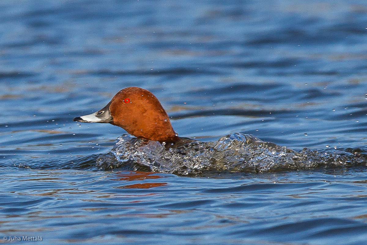 Valokuvaaja: Juha Mettälä