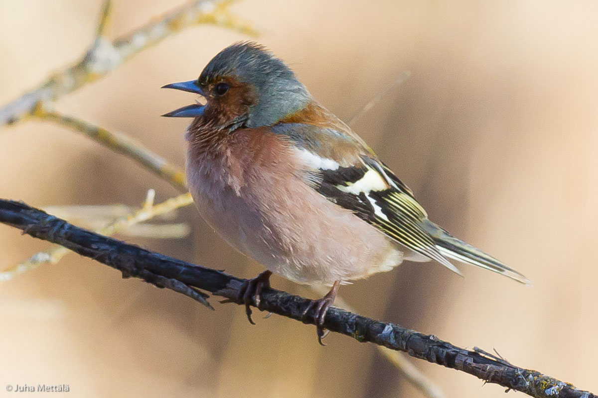 Valokuvaaja: Juha Mettälä