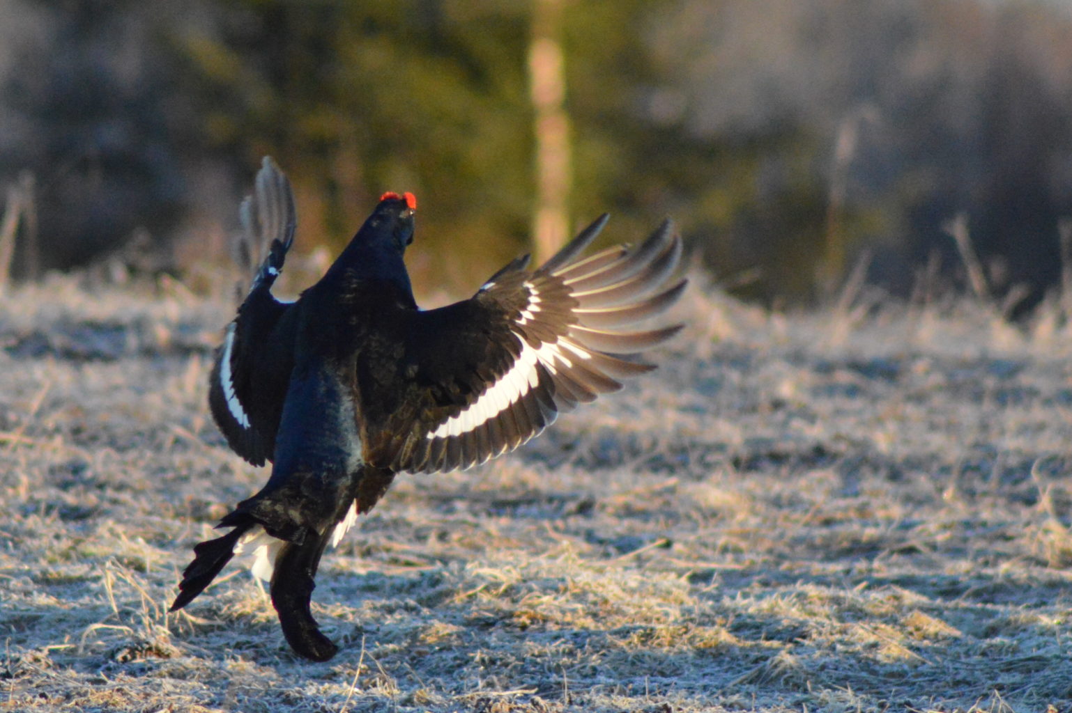 Valokuvaaja: Eetu Berg
