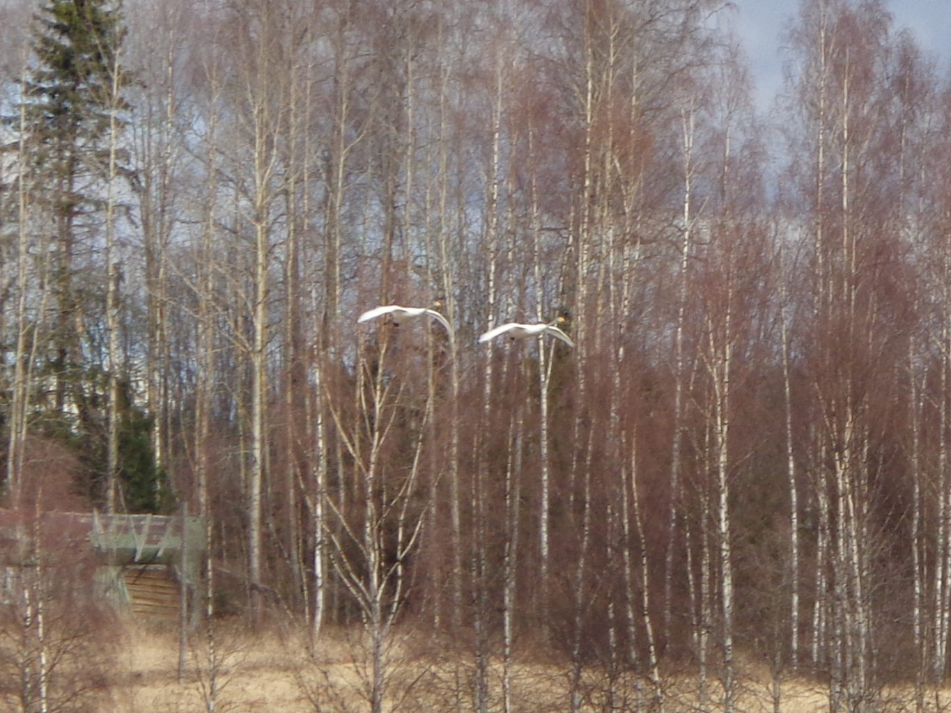 Valokuvaaja: heli.heinio@luukku.com