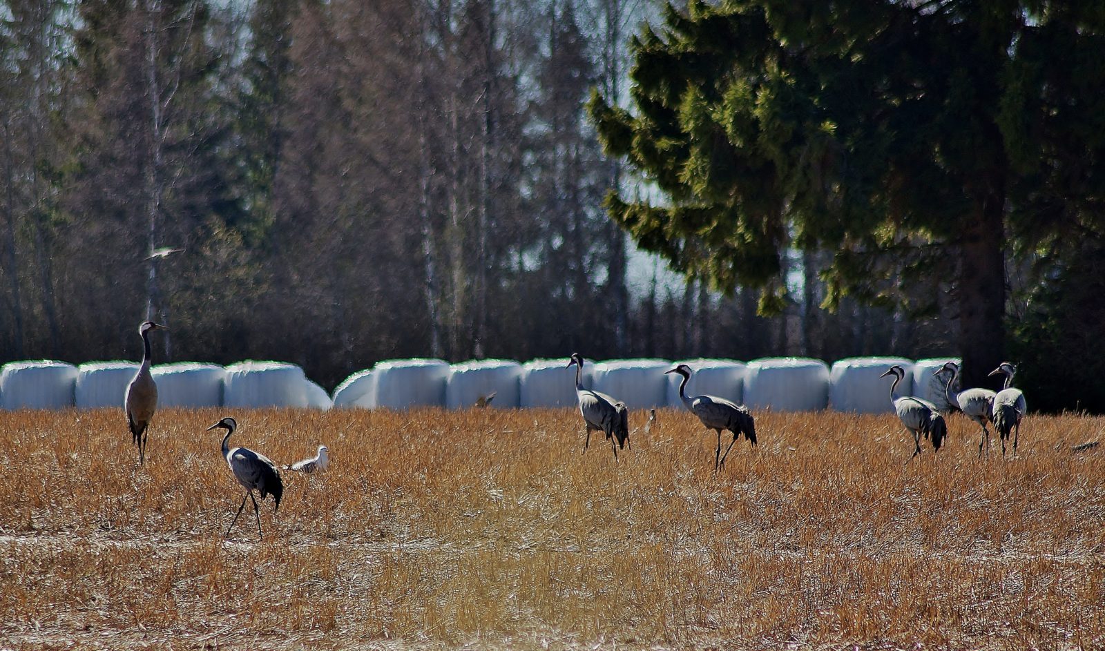 Valokuvaaja: Maarit Siitonen
