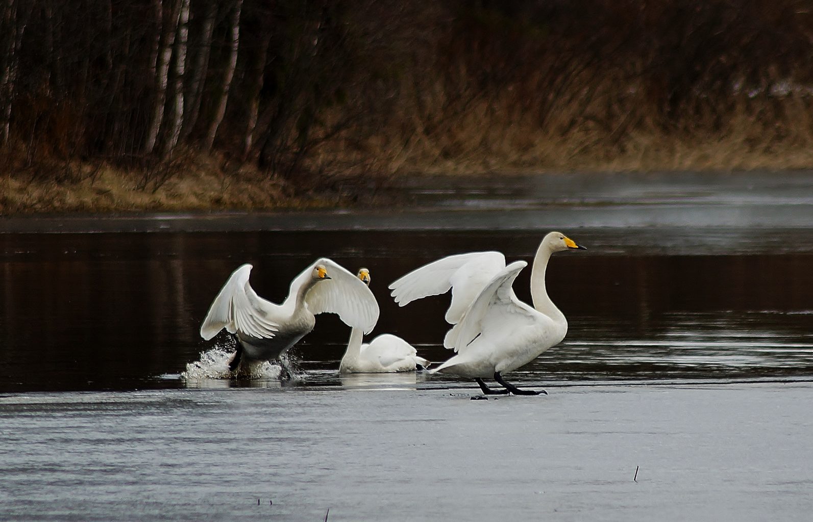 Valokuvaaja: Maarit Siitonen