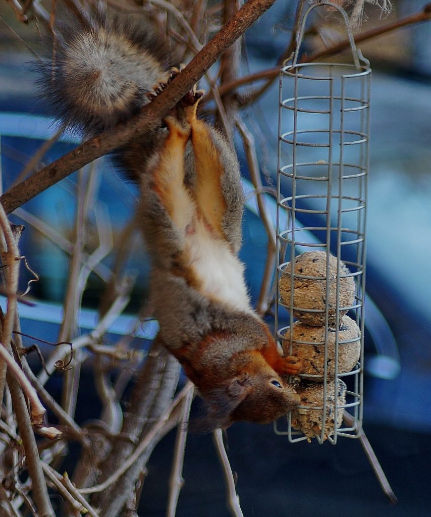 Valokuvaaja: Maarit Siitonen Valokuvaaja: Maarit Siitonen