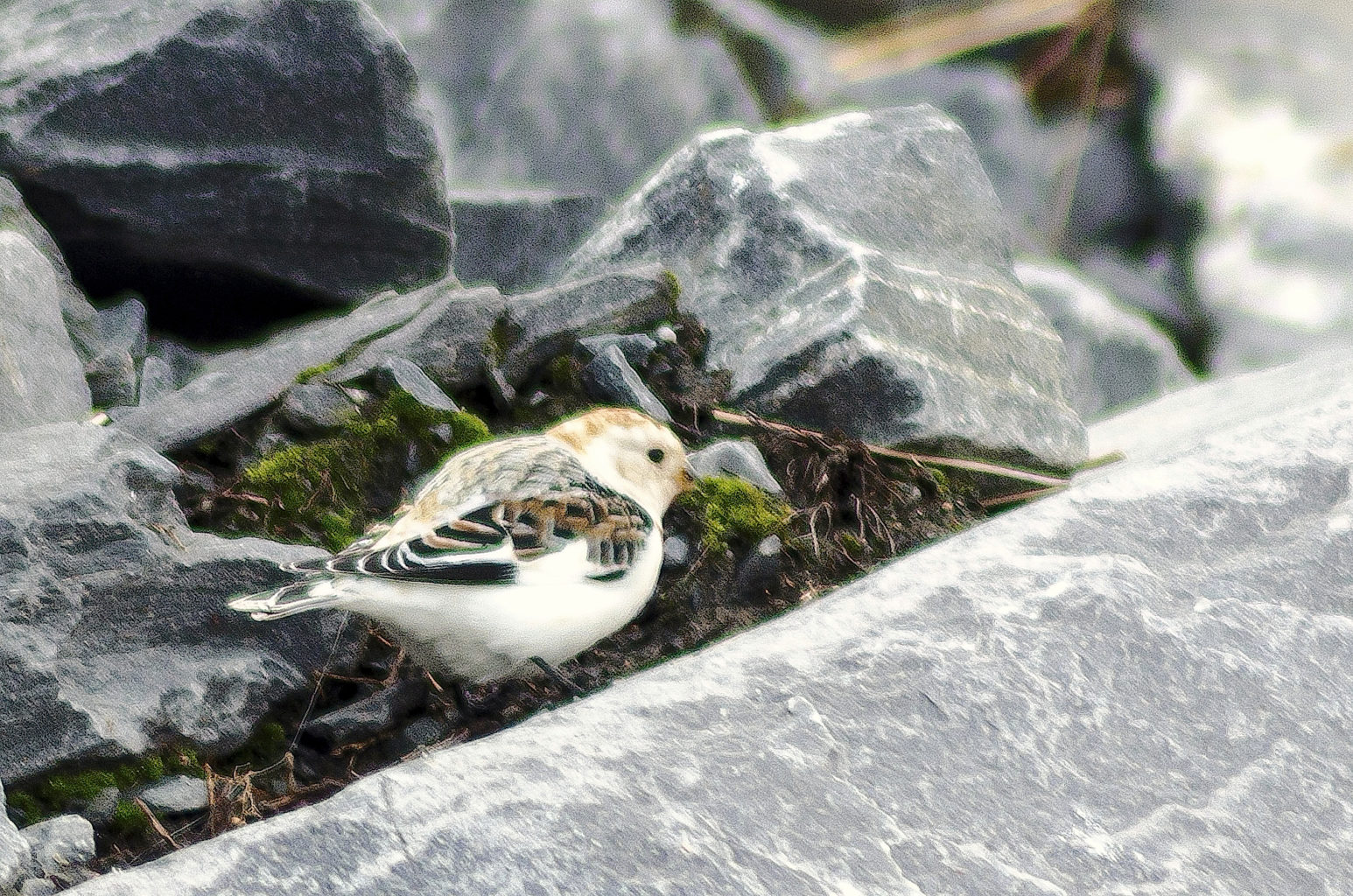 Valokuvaaja: Jouni Marttila