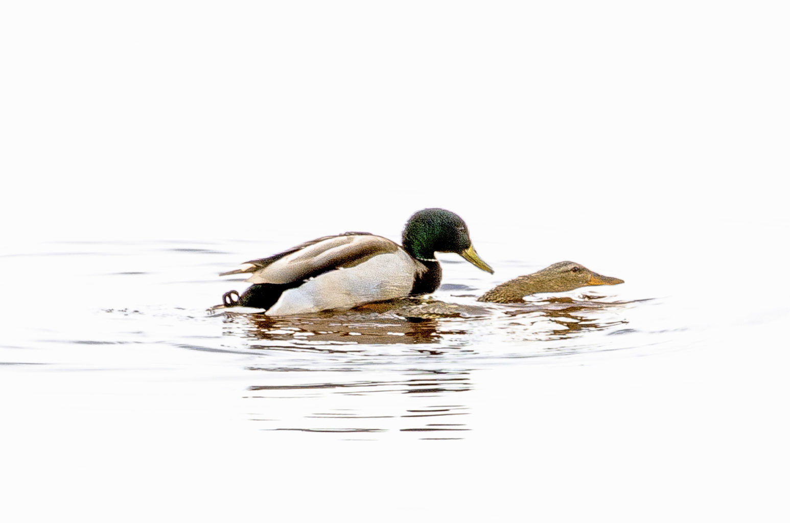 Valokuvaaja: Jouni Marttila