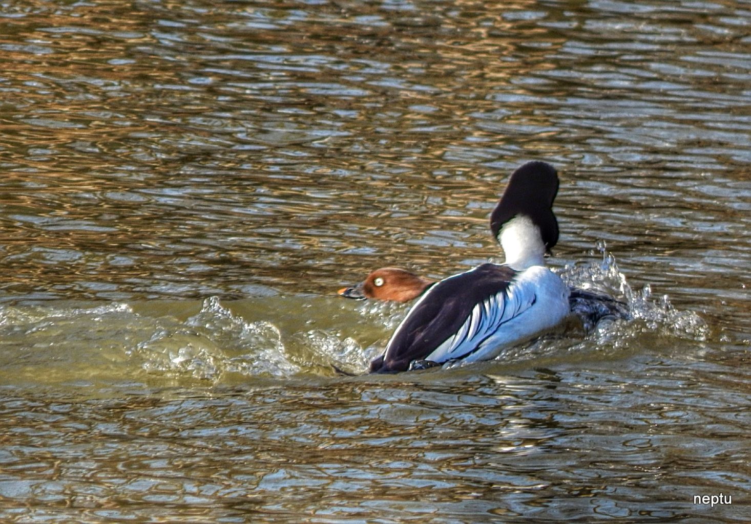 Valokuvaaja: Arja Tappola Valokuvaaja: Arja Tappola