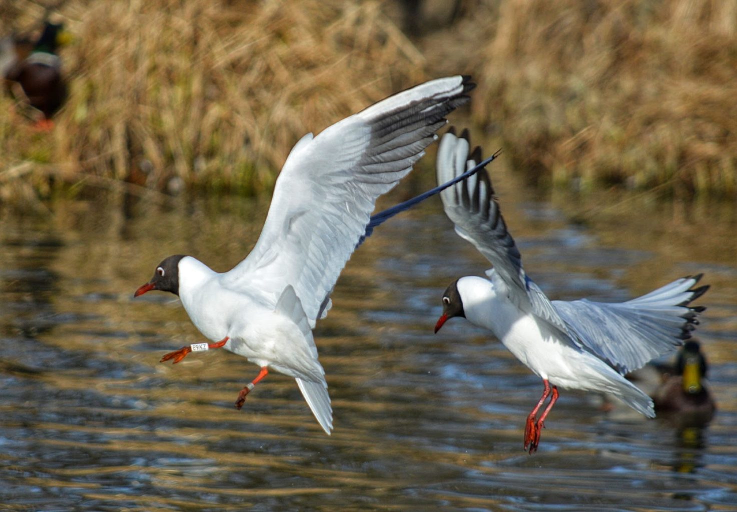 Valokuvaaja: Arja Tappola Valokuvaaja: Arja Tappola